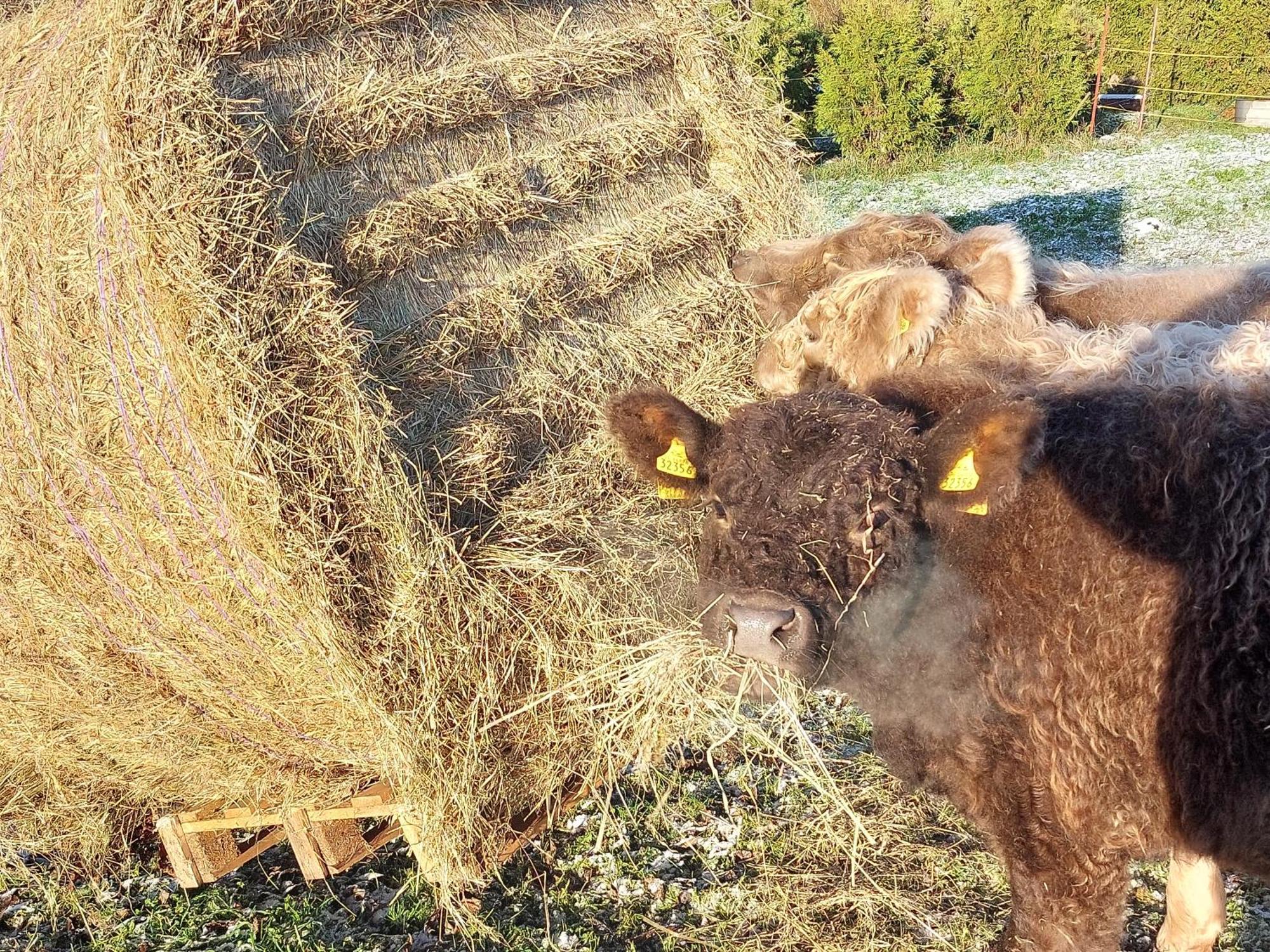 Ferienwohnung auf dem Land Dittersbach Exterior foto